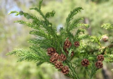 Tumbuhan Cryptomeria