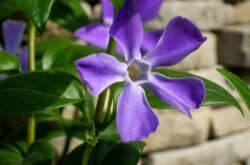 Periwinkle blomma. Plantering och lämnar. Växande periwinkle