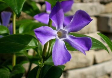 Bunga Periwinkle. Menanam dan meninggalkan. Periwinkle yang semakin meningkat