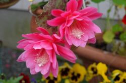 Epiphyllum. Penjagaan dan penanaman di rumah. Penerangan, jenis, gambar kaktus