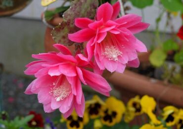 Epiphyllum. Penjagaan dan penanaman di rumah. Penerangan, jenis, gambar kaktus