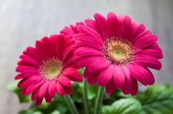 Gerbera. Växa och ta hand hemma. Gerbera hem