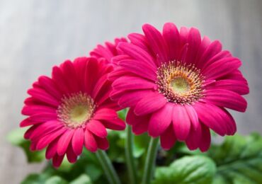 Gerbera. Växa och ta hand om hemma. Gerbera hem