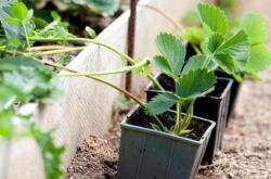 Cara membiakkan strawberi dengan misai