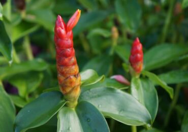 Costus. Penjagaan rumah. Kostum api