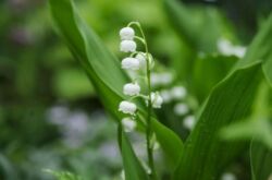 Lily lembah. Penjagaan, penanaman dan pembiakan. Lily bunga lembah. Penerangan dan gambar