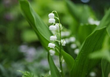 Liljekonvalj. Skötsel, odling och reproduktion. Liljekonvaljblomma. Beskrivning och foto