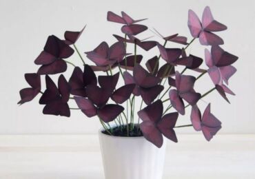 Oxalis växt