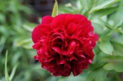 Peonies. Menanam dan meninggalkan. Tumbuh peonies, pembiakan. Pemindahan dan pemangkasan