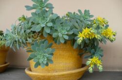 Sedum (sedum). Penjagaan rumah. Penanaman dan pembiakan