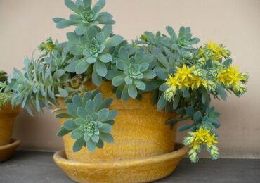 Sedum (sedum). Penjagaan rumah. Penanaman dan pembiakan