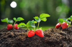 Cara menanam benih strawberi dari biji