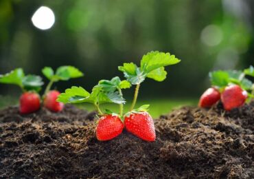 Cara menanam benih strawberi dari biji