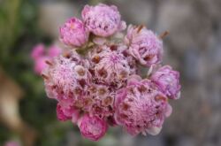 Antennaria är en kattpote. Blomvård och odling. Plantering och avel