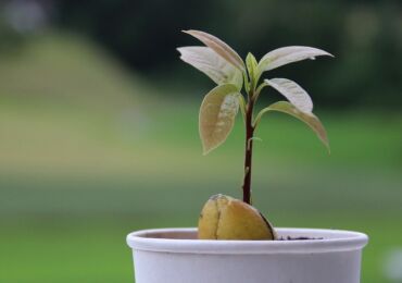 Avokado. Hemvård och odling. Hur man odlar en avokado från ett frö