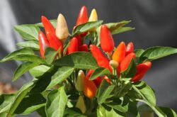 Plant capsicum