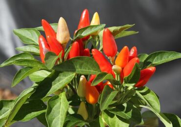 Plant capsicum