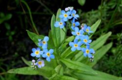 Glöm mig inte. Odla och ta hand om glöm-mig-inte-blommor. Plantering och reproduktion. Beskrivning, typer