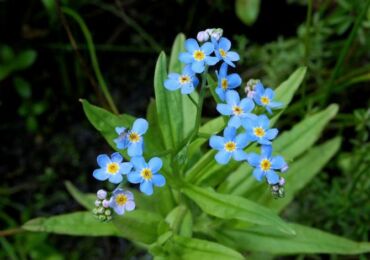 Glöm mig inte. Odla och ta hand om glöm-mig-inte-blommor. Plantering och reproduktion. Beskrivning, typer