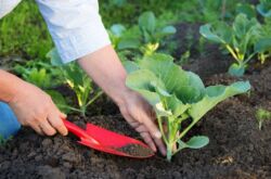 Organiska plantor och krukväxtfoder