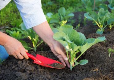 Organiska plantor och krukväxtfoder