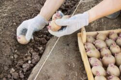 Potatisodlingsmetoder: odling av potatis i diken