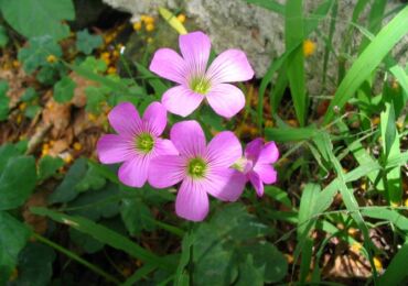 Typer av oxalis (oxalis). Beskrivning av sorter och typer av syra, foto