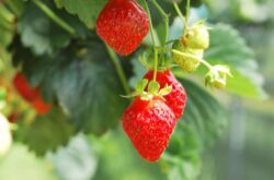 Memberi makan strawberi pada musim bunga, musim panas dan musim luruh