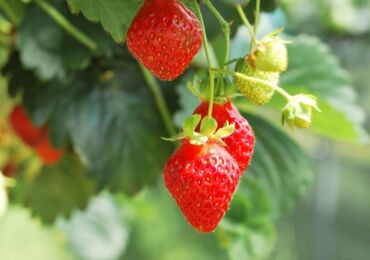 Memberi makan strawberi pada musim bunga, musim panas dan musim luruh