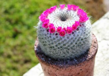 Mammillaria - penjagaan rumah. Penanaman dan pembiakan kaktus. Penerangan, jenis, gambar