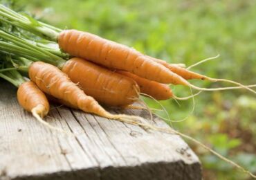 Jenis wortel yang paling manis untuk makanan bayi