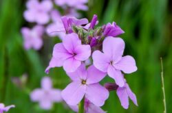 Matronas fest eller nattviolett (Hesperis). Växande och vård. Plantering och avel