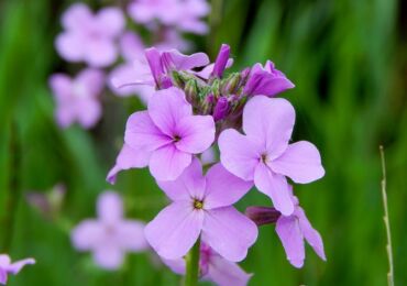 Pesta Matrona atau Night violet (Hesperis). Berkembang dan menjaga. Penanaman dan pembiakan