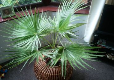 Palm washingtonia - penjagaan rumah. Foto dan keterangan pokok palma, jenisnya. Washingia rumah - tumbuh dari biji