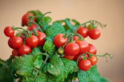 Tomato ceri di ambang tingkap. Membesar dan menjaga kediaman. Penanaman dan pembiakan