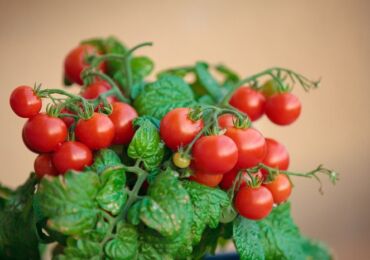 Tomato ceri di ambang tingkap. Membesar dan menjaga kediaman. Penanaman dan pembiakan