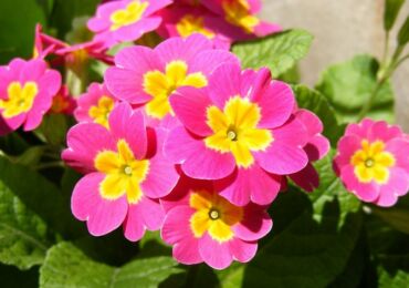 Primula-rum. Hemvård och odling. Plantering och avel