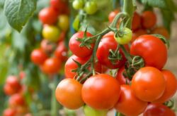 Odling av tomatplantor (tomater): såtid och optimala temperaturförhållanden