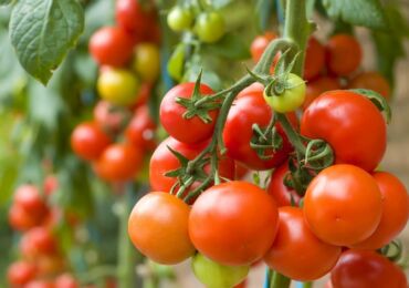 Odling av tomatplantor (tomater): såtid och optimala temperaturförhållanden