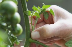 Tomatbetning: hur och när man ska göra det