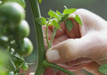 Tomatbetning: hur och när man ska göra det