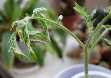 De viktigaste problemen med tomatplantor och hur man löser dem