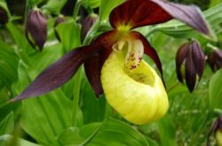 Damens toffel. Paphiopedilum. Växa och ta hand om hemma