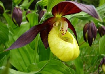 Damens toffel. Paphiopedilum. Växa och ta hand hemma