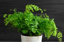 Fern maidenhair - hemvård. Odling, transplantation och reproduktion av jungfrun. Beskrivning, typer, foton