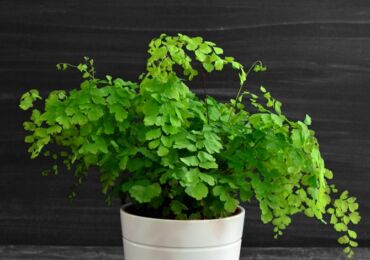 Fern maidenhair - hemvård. Odling, transplantation och reproduktion av jungfrun. Beskrivning, typer, foton