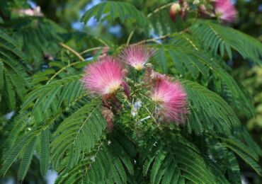 Albitsia atau akasia - penjagaan, penanaman, pembiakan. Penerangan, jenis, gambar