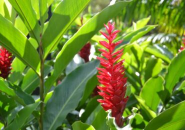 Alpinia - penjagaan di rumah. Penanaman, pemindahan dan pembiakan alpinia. Penerangan, jenis