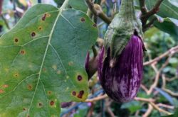 Masalah yang paling biasa dengan anak pokok terung dan penyelesaiannya