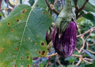 De vanligaste problemen med aubergineplantor och lösningar